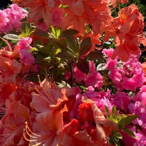 Meet your Posher, Mallory